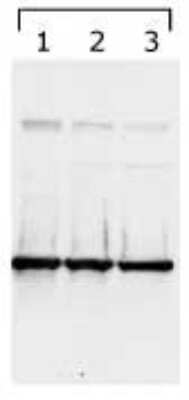 Western Blot: 14-3-3 gamma [ac Val2] Antibody (KC21) [NB100-406] - 14-3-3 gamma detected in lysates using NB100-406. Lane 1: HeLa  cell lysates, Lanes 2 and 3: bengamide treated lysates (8h and 24h, respectively).